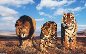 Aslan and Friends
